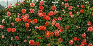 Roses—Not Just For Rose Gardens