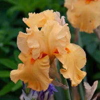 Irresistible Iris Sale