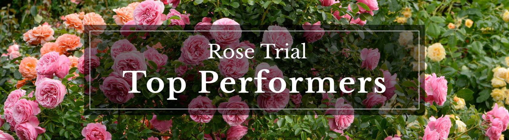 Rose Trial Top Performers