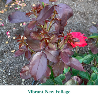 Colorific™ Floribunda Rose
