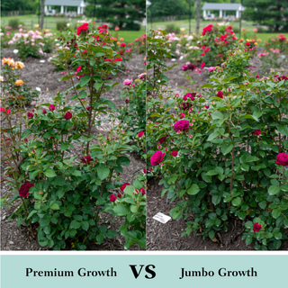 Celestial Night® Floribunda Rose