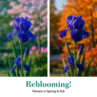 Aubergine A La Mode Reblooming Bearded Iris
