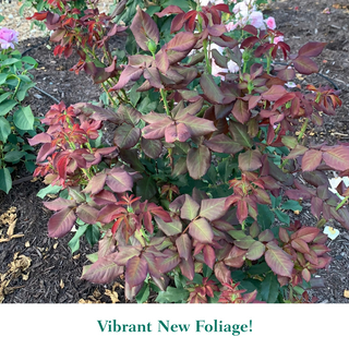 About Face® Grandiflora Rose