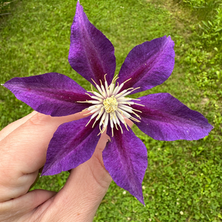 Clematis The Vagabond