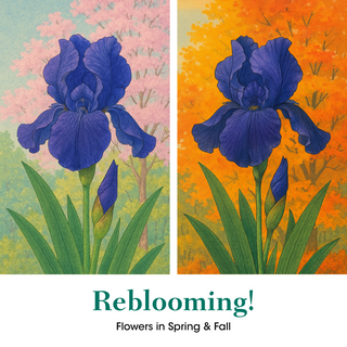 Beverly Sills Reblooming Iris