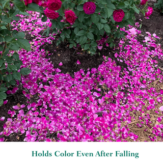 Celestial Night® Floribunda Rose