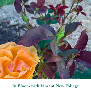 Strike It Rich® Grandiflora Rose