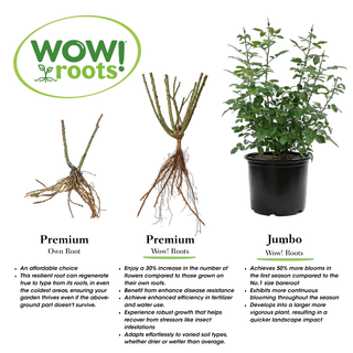 Party Hardy™ Shrub Rose