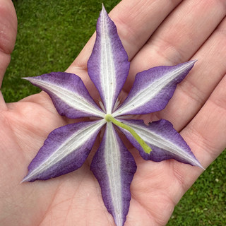 Clematis The Vagabond