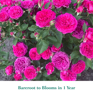 Celestial Night® Floribunda Rose