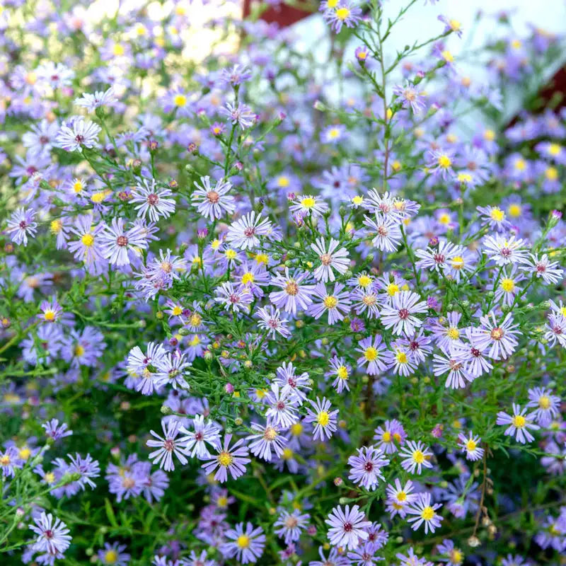 Wow Aster Blue