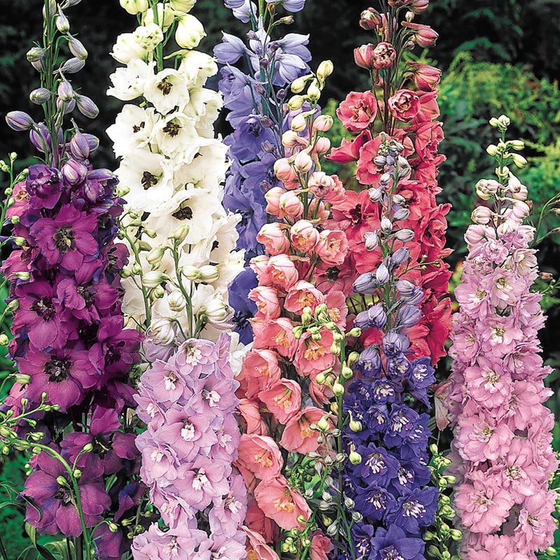 Mixed Delphiniums