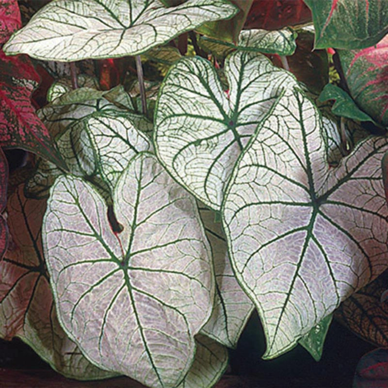 Aaron Caladium