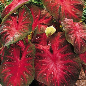 Red Flash Colorful Shade Loving Caladium