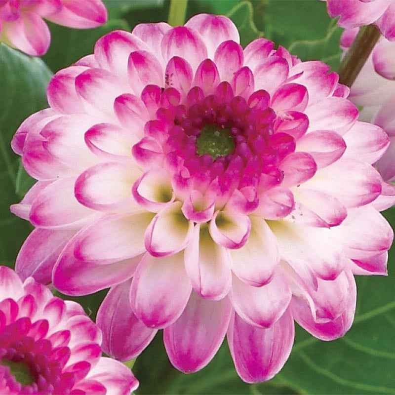 Pink Isa Colorful Decorative Dahlia