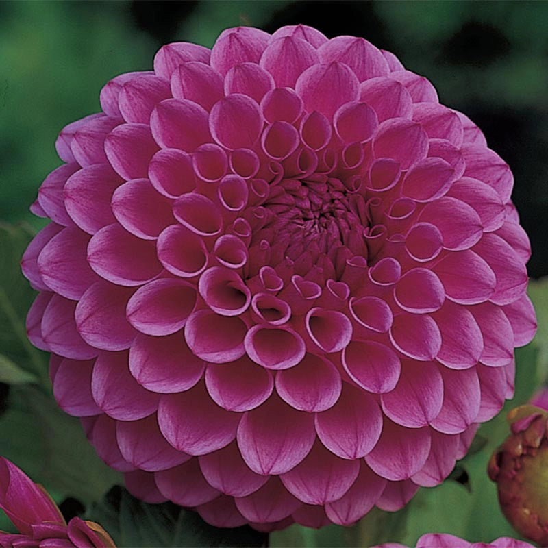 Babette Giant Ball Dahlia