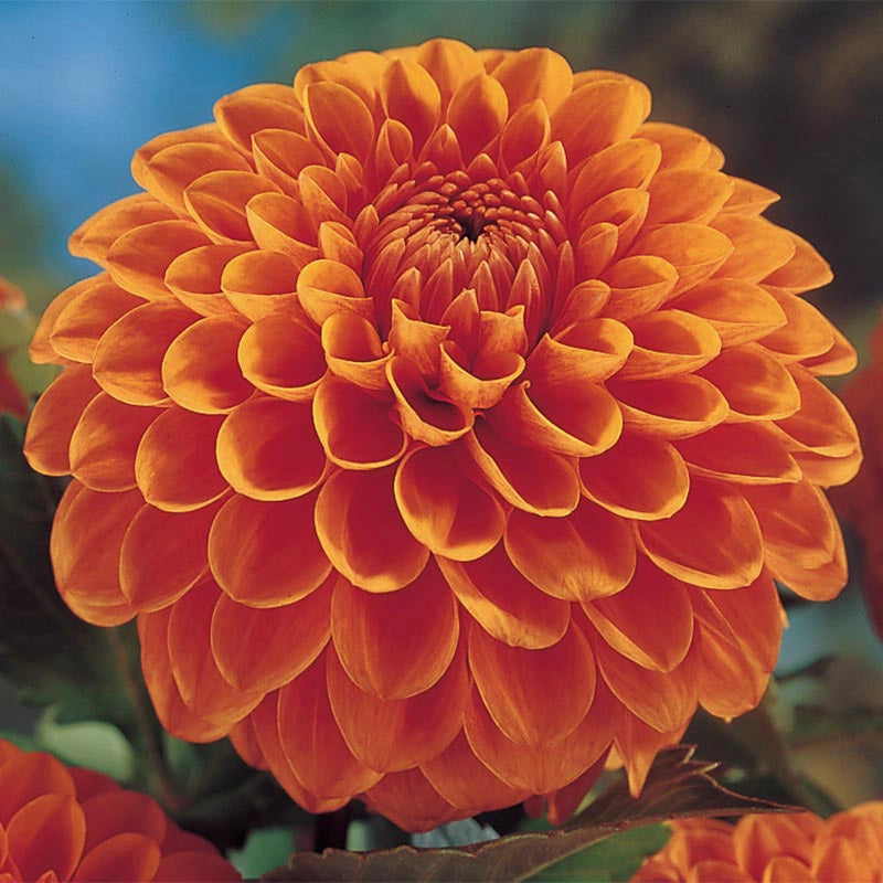 Hillcrest Sunfusion Giant Ball Dahlia