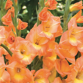 Peach Melba Hybrid Gladiolus
