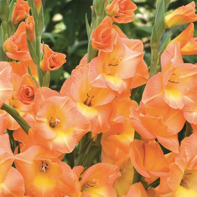 Peach Melba Hybrid Gladiolus