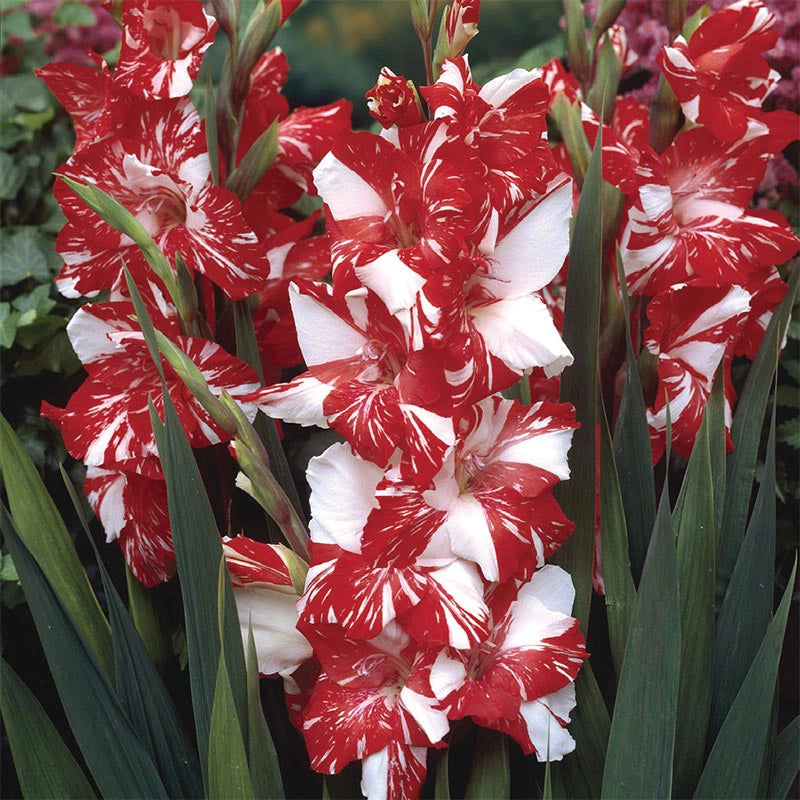Zizane Hybrid Gladiolus