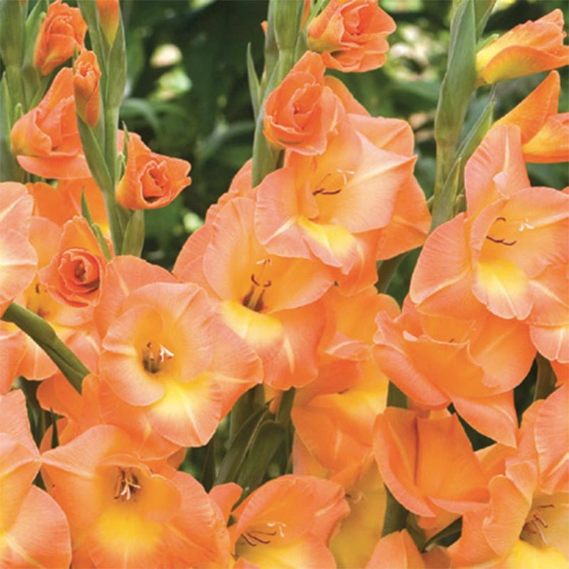 Fringed Coral Lace Hybrid Gladiolus