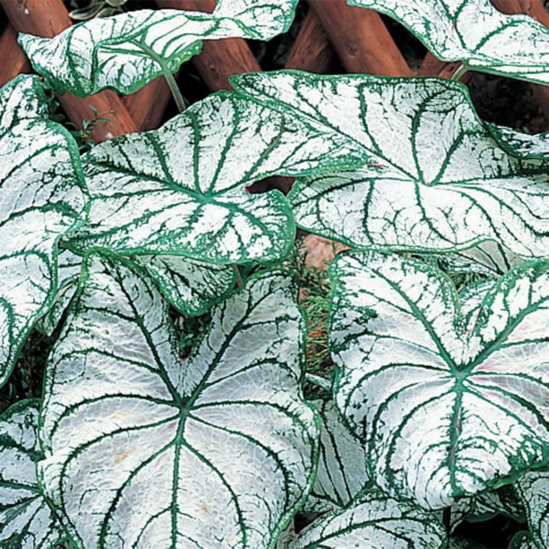 White Christmas Colorful Shade Loving Caladium