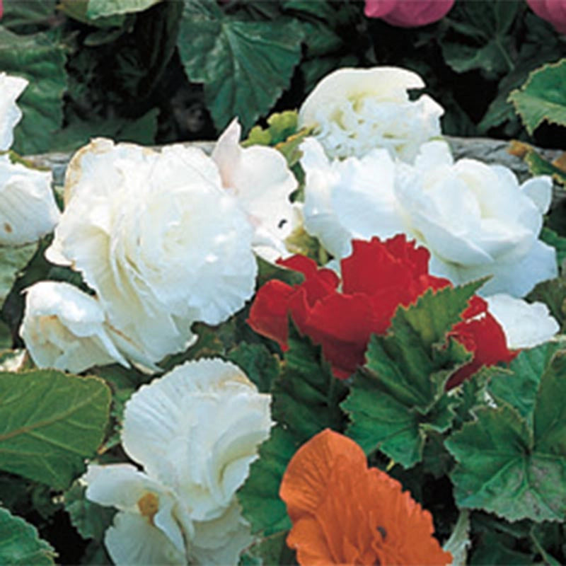 White Non-Stop Begonias