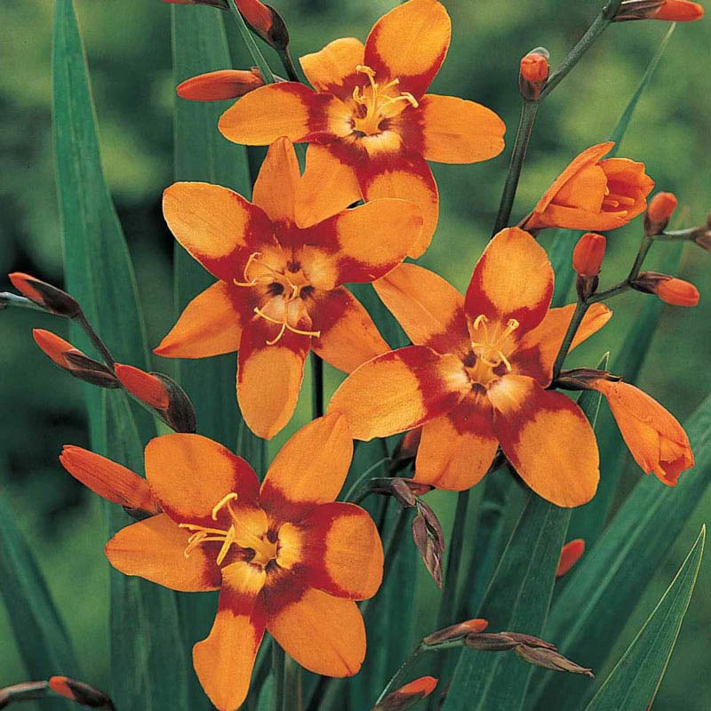 Emily McKenzie Crocosmia