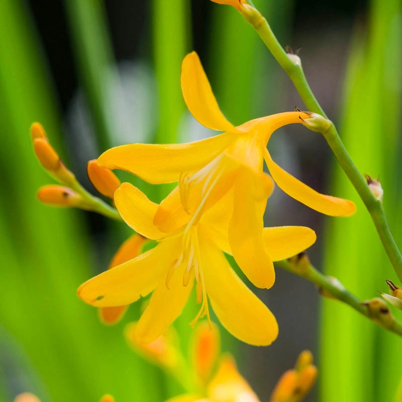 George Davidson Crocosmia