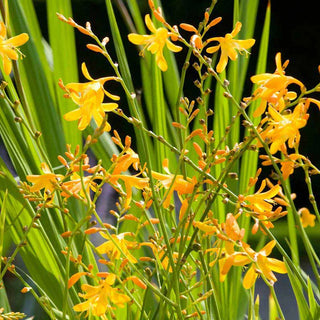 George Davidson Crocosmia