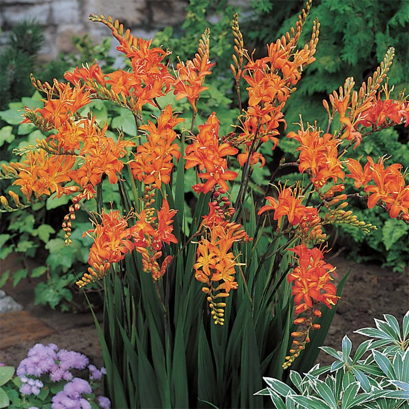 Masonorum Crocosmia