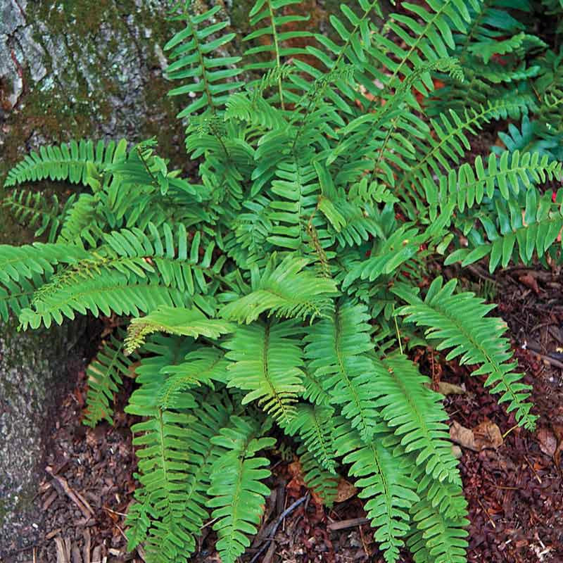 Christmas Fern