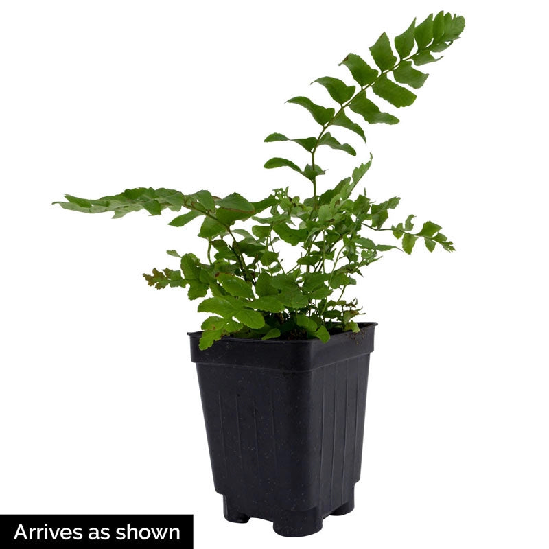 christmas fern indoor plant Christmas Fern | Polystichum acrostichoides