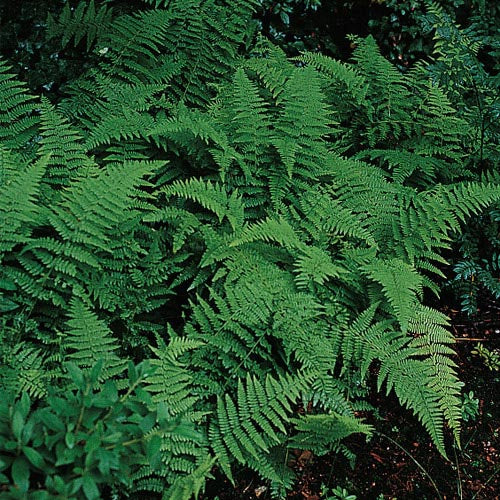 Hay-Scented Fern