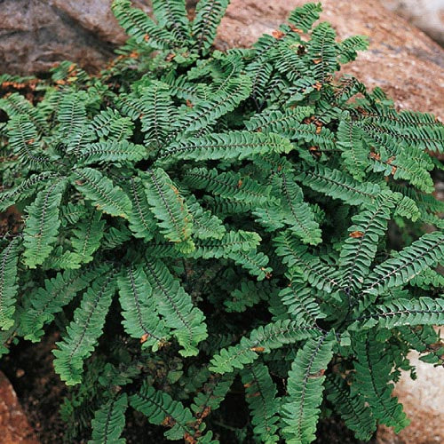 Maiden Hair Fern