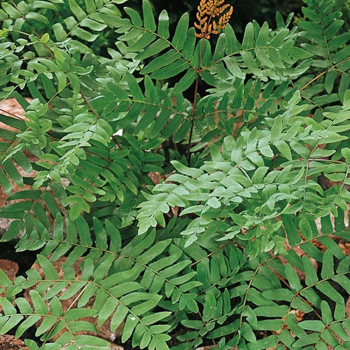 Royal Fern