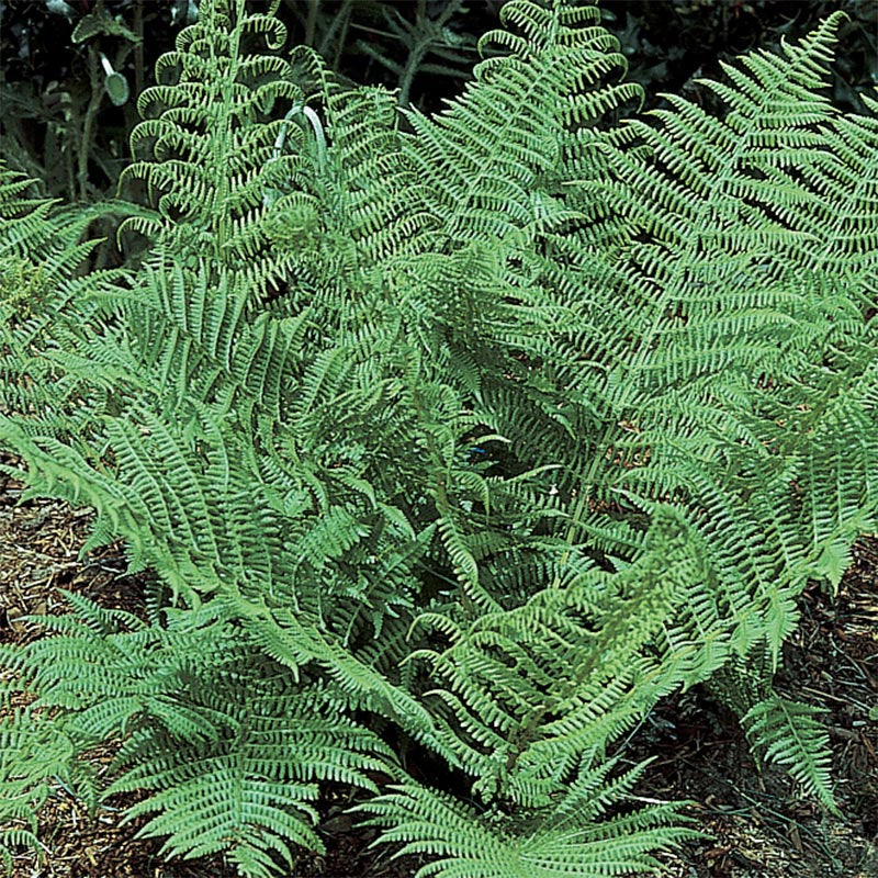 Toothed Wood Fern