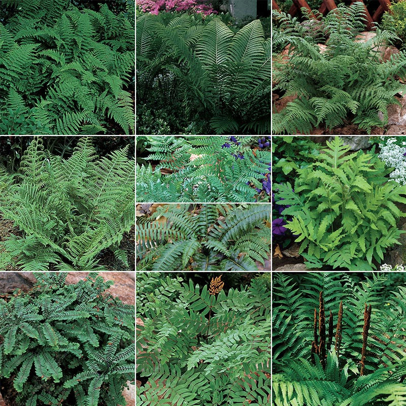 Native Woodland Fern Mix