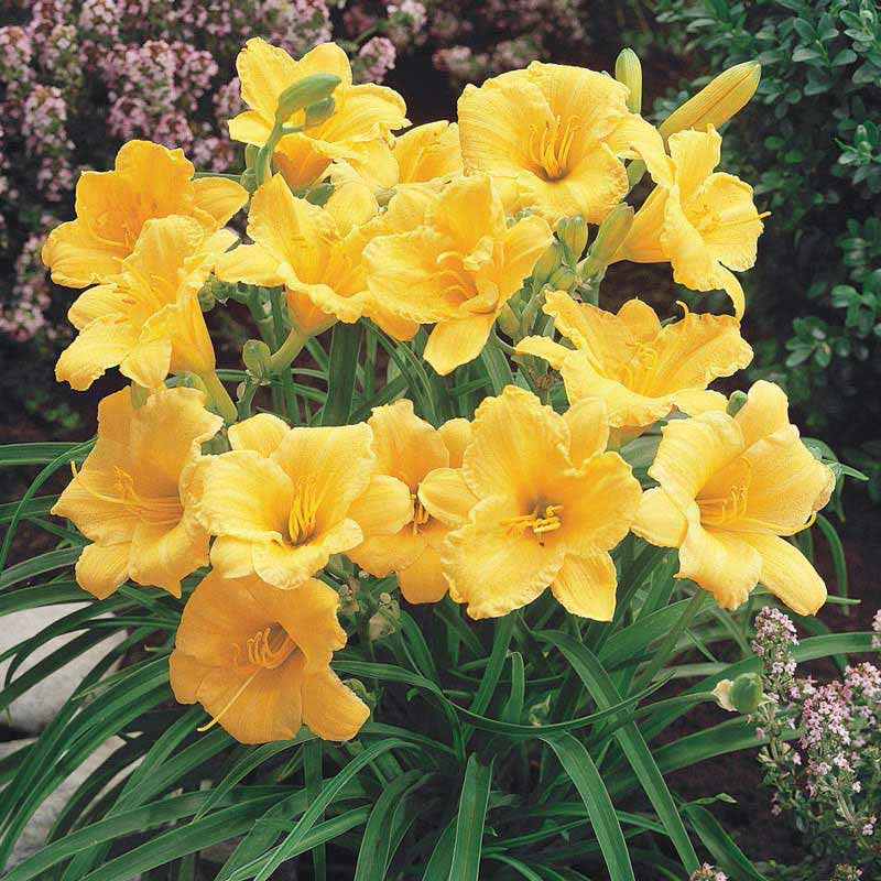 planting stella d'oro daylily seeds Stella D'Oro' Colorful Hemerocallis At Spring Hill Nurseries
