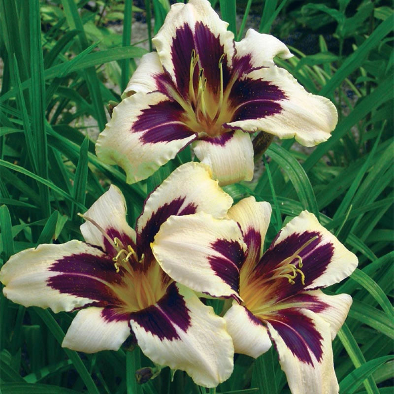 Wild Horses Daylily