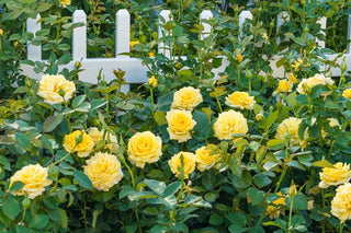Yellow Freedom Rose
