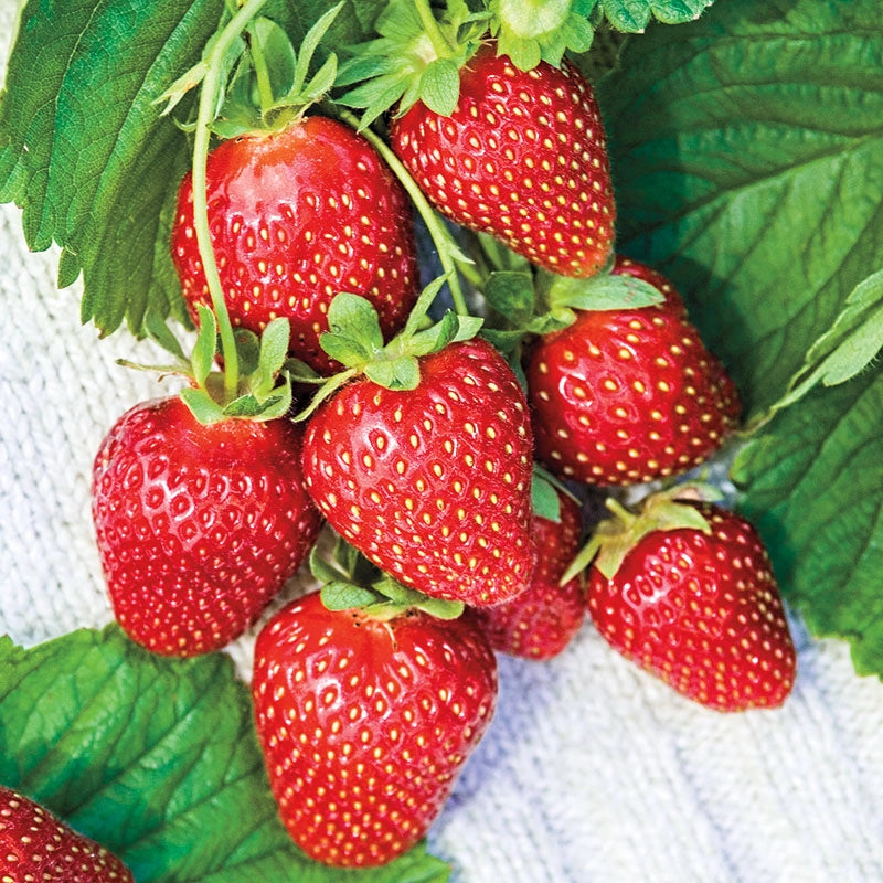 Mara Des Bois Everbearing Strawberry