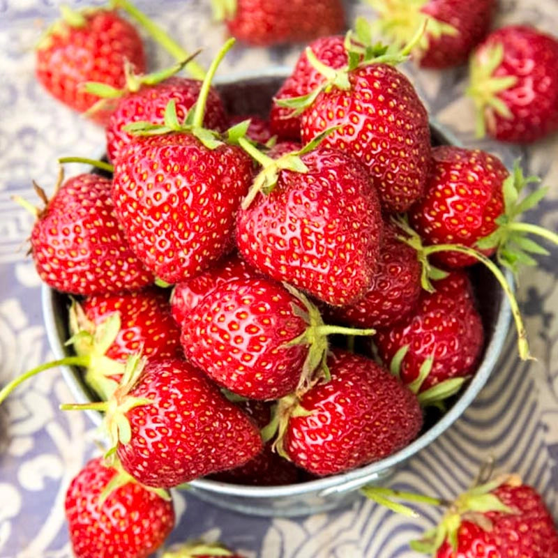 Mara Des Bois Everbearing Strawberry