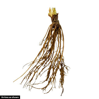 Mara Des Bois Everbearing Strawberry