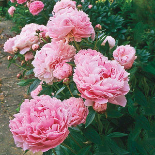 Sarah Bernhardt Peony
