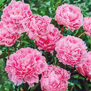 Sarah Bernhardt Peony