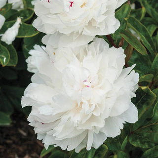 Parfum de Bloom™ Festiva Maxima Peony