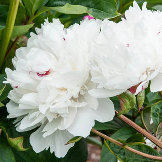 Parfum de Bloom™ Festiva Maxima Peony