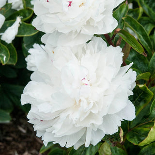 Parfum de Bloom™ Festiva Maxima Peony