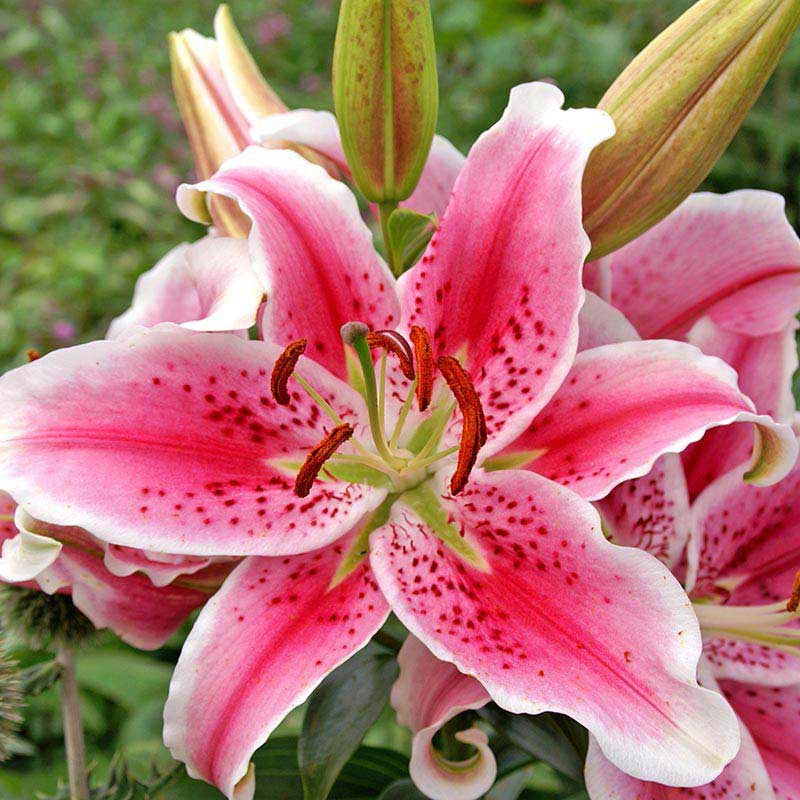 the flower lilies Stargazer Lily